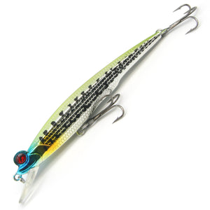 3.5" Frog-eyed Minnow